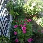 Angela, Traditional In The Village * Agios Ioannis Peristeron (Corfu)